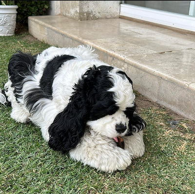 Bolsa de huesos masticables de colágeno