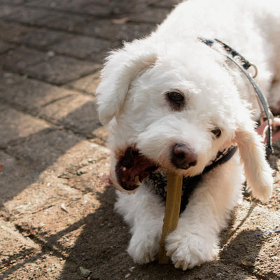 Twist dental de colágeno