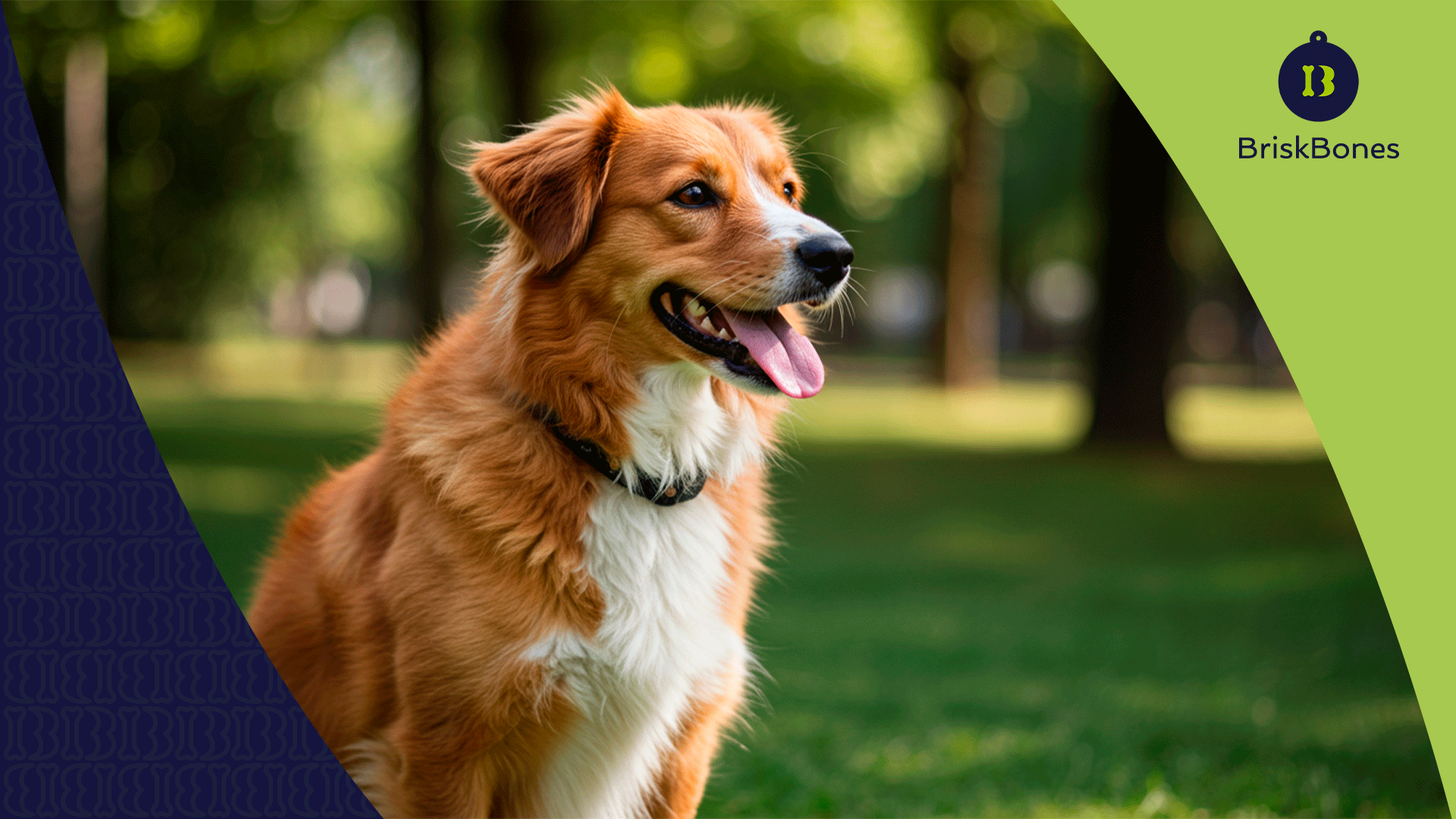 Colágeno para perros: cómo tener un pelaje sano y brillante