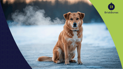 ¿El frío afecta a los perros? Cómo el colágeno protege articulaciones y piel en invierno