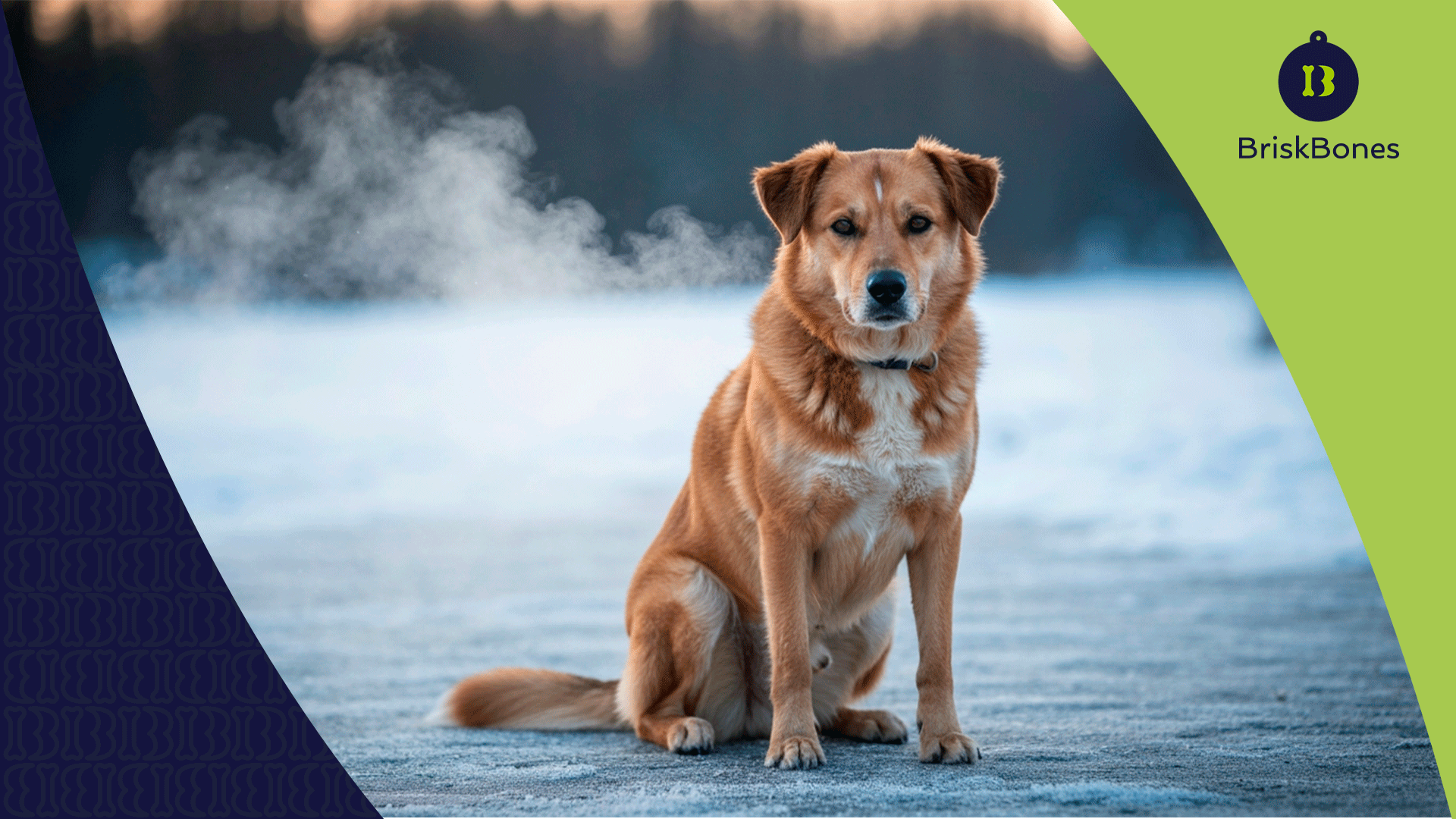 ¿El frío afecta a los perros? Cómo el colágeno protege articulaciones y piel en invierno