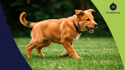 Colágeno para cachorros: fortalece huesos y articulaciones