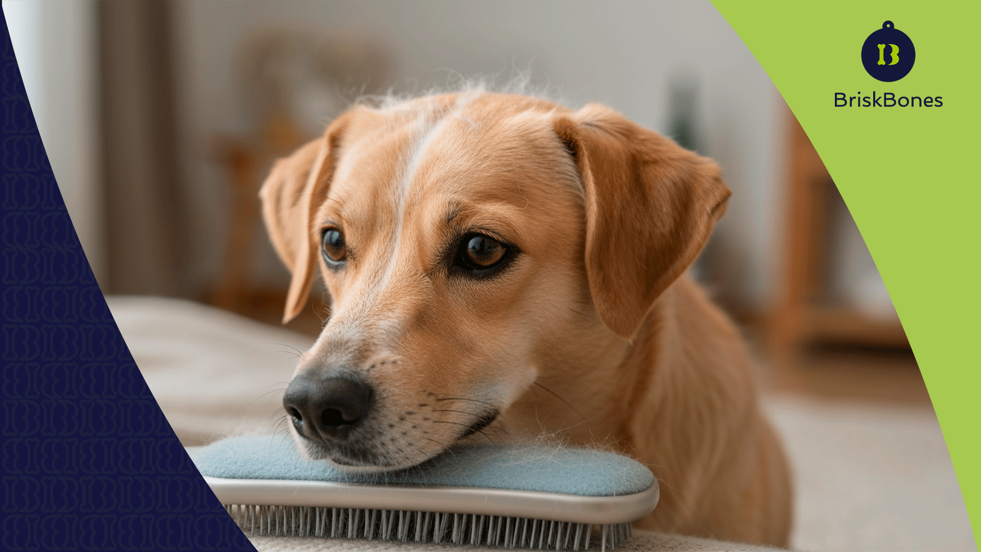 ¿Por qué mi perro muda tanto? Cómo acelerar el crecimiento del pelo con colágeno