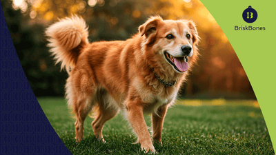 Colágeno para perros adultos mayores: más energía y movilidad