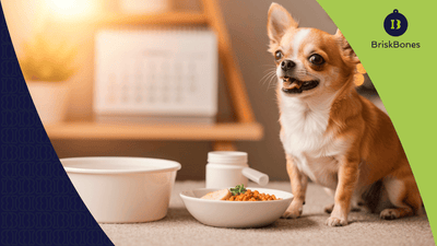 Propósitos de año nuevo para tu perro: rutina saludable con colágeno para perros