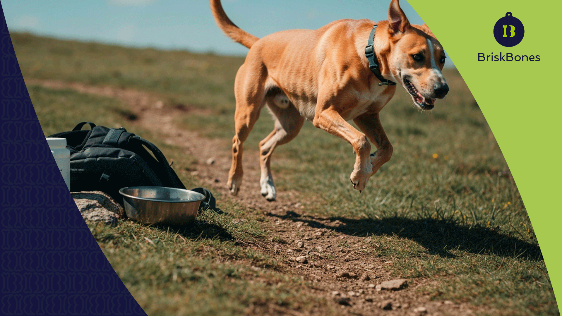 Suplementos para perros deportistas: cómo el colágeno previene lesiones