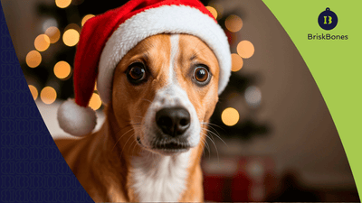 Estrés en perros por fiestas decembrinas: cómo el colágeno puede ayudar