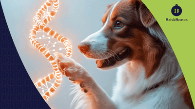 Beneficios del colágeno para perros: lo que dice la ciencia