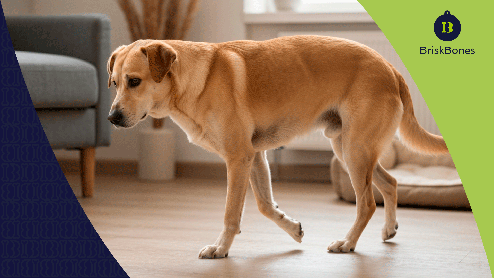 Razas con problemas articulares: cómo prevenir dolor desde cachorros con colágeno